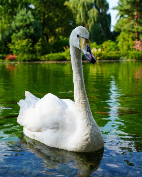 Ein weißer Schwan schwimmt auf einem grünen Teich, im Hintergrund sind Bäume und Sträucher zu sehen, während die Sonne hell scheint.