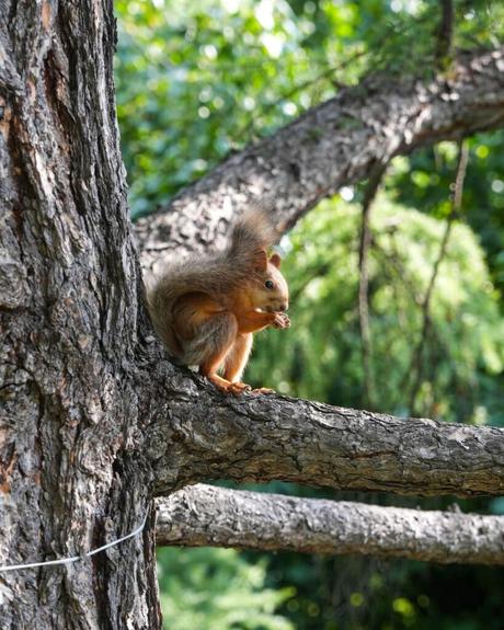 Ein braunes Eichhörnchen sitzt auf einem Ast, knabbert an einer Nuss, im Hintergrund ist grünes Laub zu sehen.