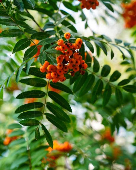 Eine Traube leuchtend orangefarbener Beeren, die an grünen, belaubten Zweigen hängt, vor einem unscharfen Hintergrund.