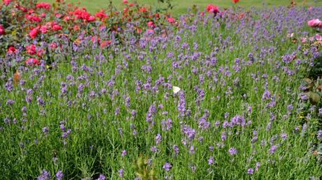 Lavendel zum Trocknen