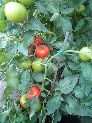 Fruchtiges Tomaten Chili