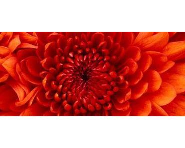 Neudorff.de – Schnecken ade – es tut nicht immer weh ;-)