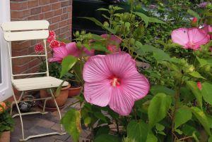 Gartenimpressionen vom Gismolinchen ;-)