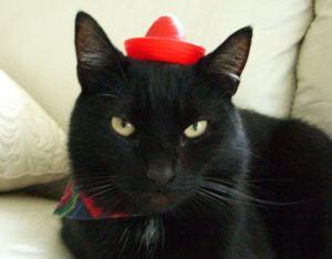 Lucky-Kitty Keramik Katzenbrunnen – Gismos Geschenk zum Weltkatzentag ;-)