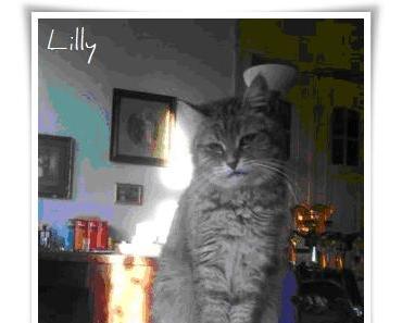 SOS! Liebevolles Zuhause für Katze Lilly gesucht!