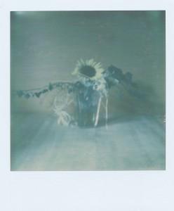 Impossible PX 70 Color Shade First Flush – so langsam wird’s