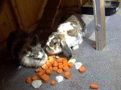 Kaninchen-Zuwachs
