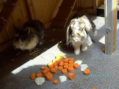 Kaninchen-Zuwachs