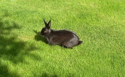 Kaninchens erster Ausflug in den Garten