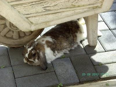 Kaninchens erster Ausflug in den Garten