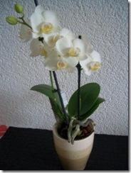 Seramis für Orchideen – Nach einem halben Jahr
