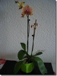Seramis für Orchideen – Nach einem halben Jahr