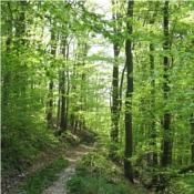 Waldweg bei Amoltern/Kaiserstuhl - zum Vergrößern bitte anklicken