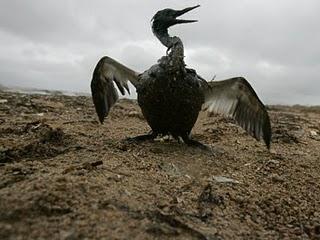 Warum BP nichts für die Ölkatastrophe kann