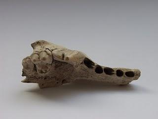 14.000 Jahre alt: Ältester Hund Europas