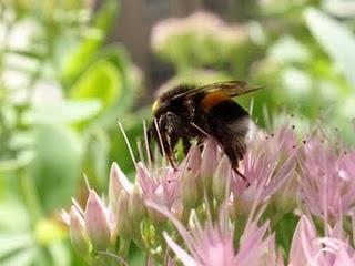 fette Hummeln fühlen sich einfach wohl auf der fetten Henne;)