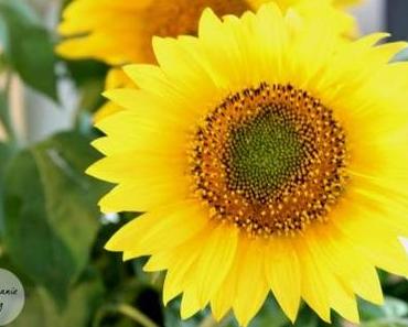 Dahlien & Sonnenblumen