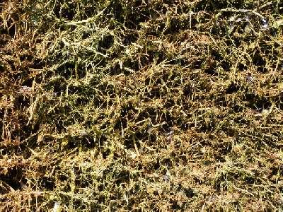 Saline Gottesgabe in Rheine Saline Gottesgabe in Rheine