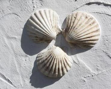 Drei Muscheln