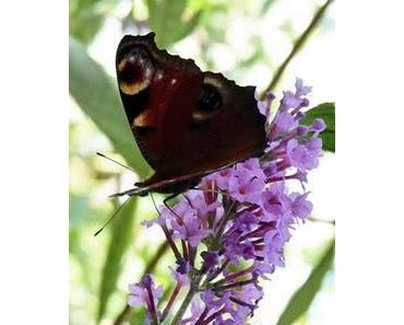 Butterfly Impressionen