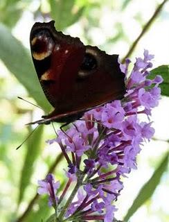 Butterfly Impressionen
