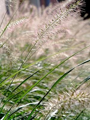 Gras