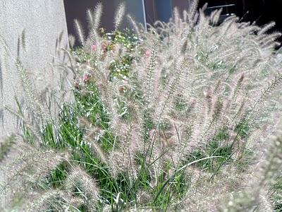 Gras