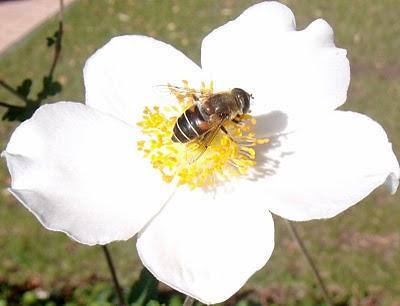 Biene