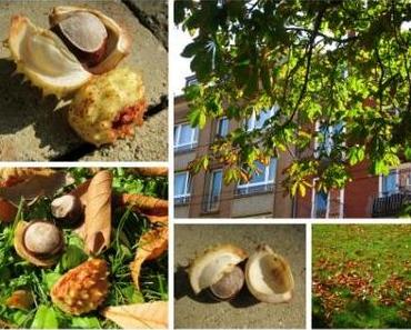 Kastanien! | chestnuts!
