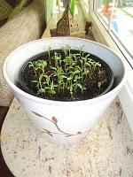 Meine "Jungfer im Grünen" ist erblüht (: