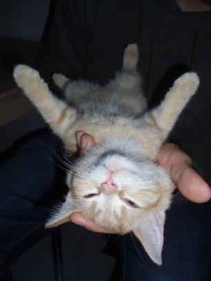 Crazy Cat Nap Wahl – die Kandidaten