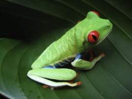 PhotoSketcher – auf dem Mac und Sie machen aus einem Foto ein Gemälde