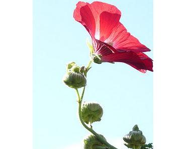 Impressionen Blütenpracht