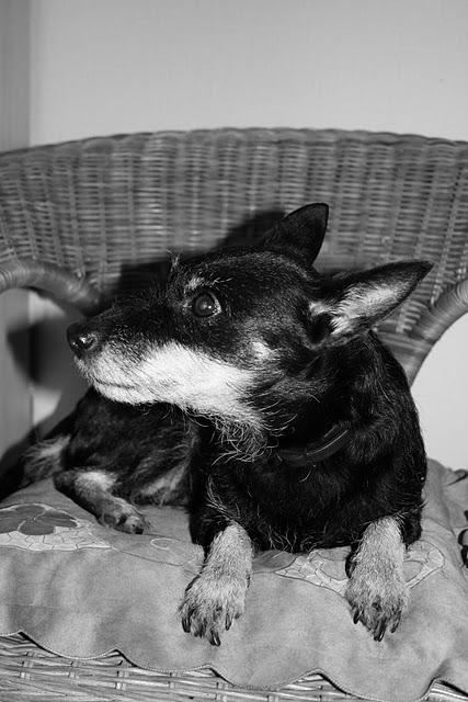 Der beste Freund.