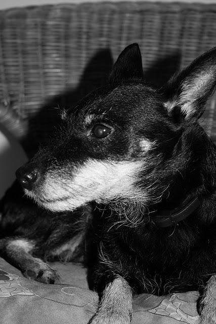 Der beste Freund.