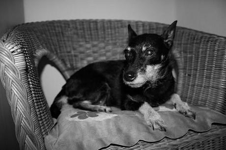 Der beste Freund.
