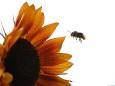 Romana Reithner - Biene auf Sonneblume