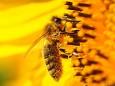 Romana Reithner - Biene auf Sonneblume