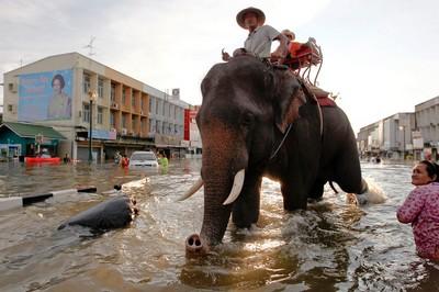 Fotos Fotogalerie, Sturmflut Hochwasser Überschwemmung, Katastrophen, Thailand, Kambodscha, Banyan, Laos, Vietnam, Taifunsaison, 2011, Oktober, 