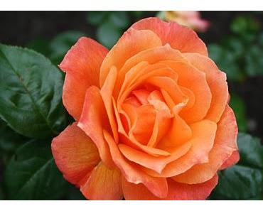 Sei begeistert, sei motiviert!