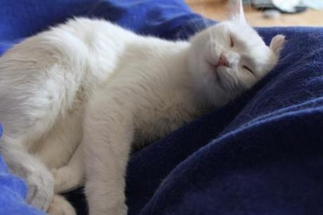 Crazy Cat Nap Wahl – die Sieger!!