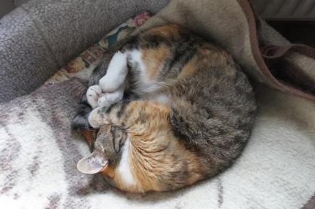 Crazy Cat Nap Wahl – die Sieger!!