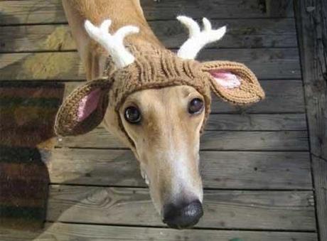 aplacetolovedogs:

izismile
Mommy made me a new hat, suits me...