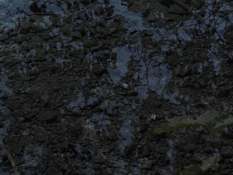 Albträume am Alpsee: Bilder des Schreckens und des Grauens! - The Alpsee Lake: A Tale of Horror, Gloom and Doom! - Il lago Alpsee di Schwangau: L'incubo del viaggiatore - Lac Alpsee de Schwangau: le cauchemar du randonneur