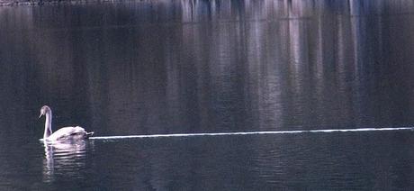 Albträume am Alpsee: Bilder des Schreckens und des Grauens! - The Alpsee Lake: A Tale of Horror, Gloom and Doom! - Il lago Alpsee di Schwangau: L'incubo del viaggiatore - Lac Alpsee de Schwangau: le cauchemar du randonneur