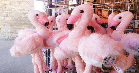 Reisebericht: Flamingos sind bunt...