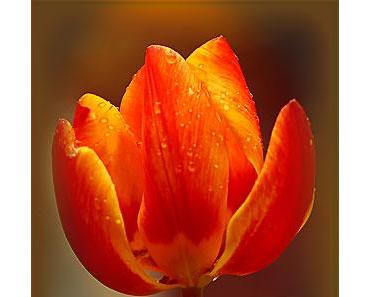 Wenn das kein Wunder ist!