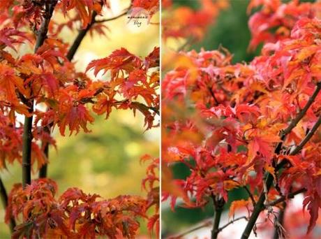 Wunderschöne Herbstfarben