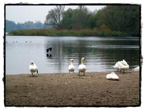 Ballet *Schwanensee* an der Havelchaussee ……..