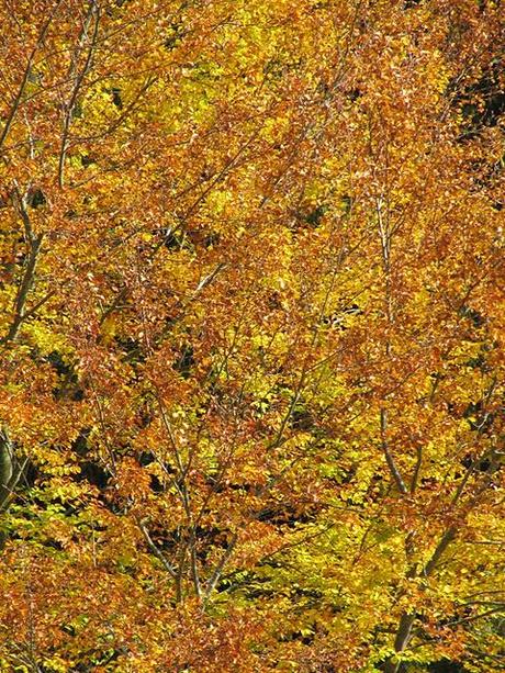 Vollgesogen mit goldener Oktobersonne: Eine Wanderung von Rieden am Forgensee über den Faulensee und die Fachklinik Enzensberg zur Burgruine Hopfen am See